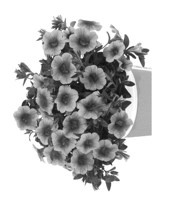 Figure 1 of US plant patent PP26423, the photograph of Duealkop14 printed in the patent.