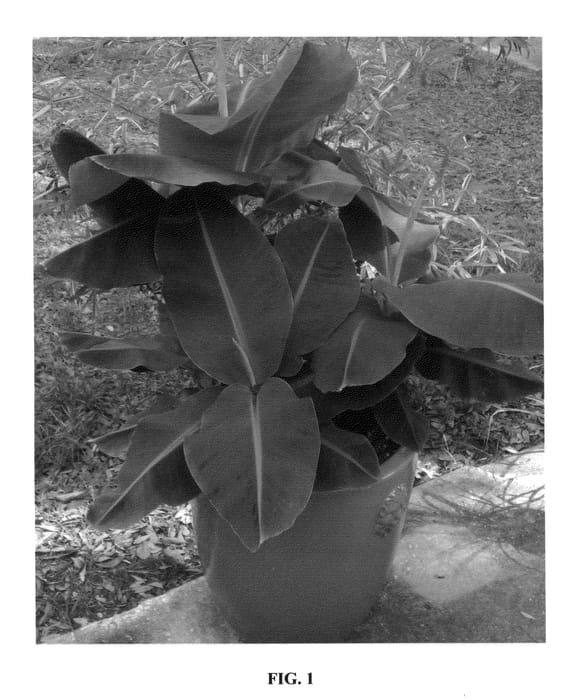 Figure 1 of US plant patent PP26424, the photograph of Poquito printed in the patent.