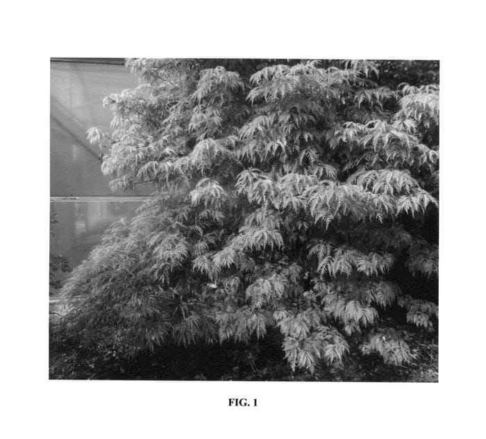 Figure 1 of US plant patent PP26425, the photograph of WALFINB printed in the patent.