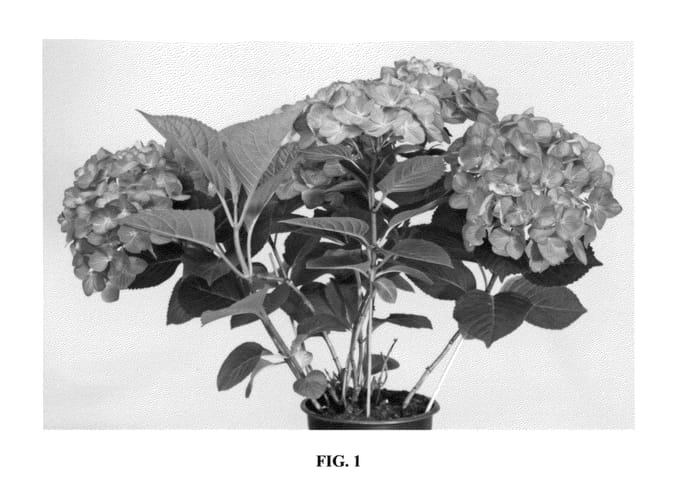 Figure 1 of US plant patent PP26426, the photograph of QUFU printed in the patent.