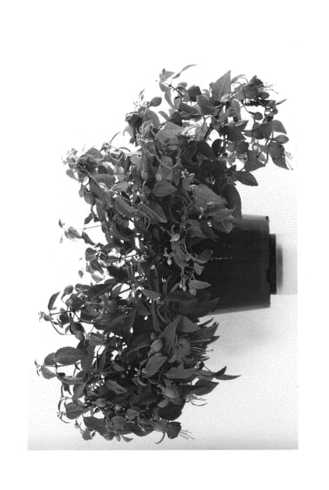 Figure 1 of US plant patent PP26427, the photograph of FWIRP26-0 printed in the patent.