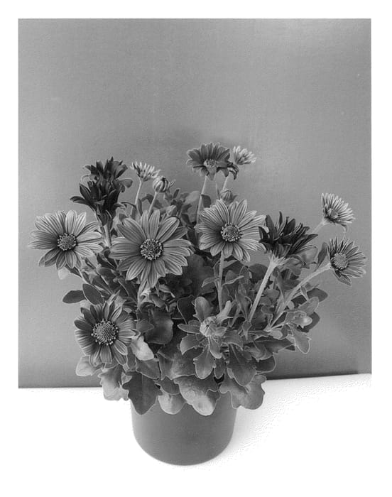 Figure 1 of US plant patent PP26428, the photograph of Sunost1302 printed in the patent.