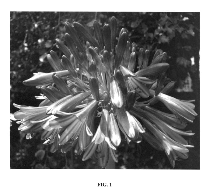 Figure 1 of US plant patent PP26429, the photograph of Hanneke printed in the patent.