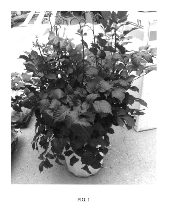 Figure 1 of US plant patent PP26430, the photograph of Chocolate Shogun printed in the patent.