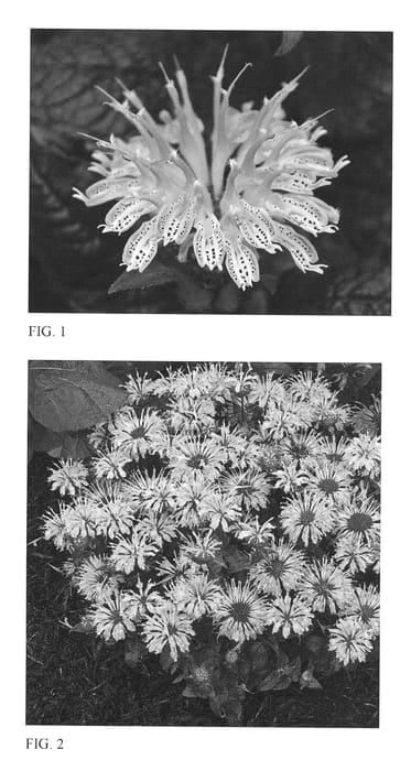 Figure 1 of US plant patent PP26431, the photograph of Leading Lady Lilac printed in the patent.