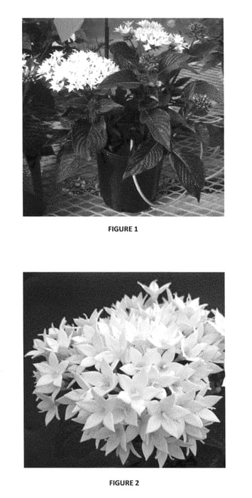 Figure 1 of US plant patent PP26432, the photograph of PEZZ0002 printed in the patent.