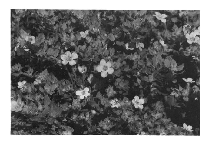 Figure 1 of US plant patent PP26433, the photograph of KLESG12346 printed in the patent.