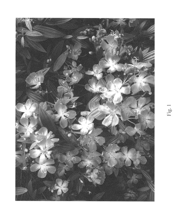 Figure 1 of US plant patent PP26434, the photograph of PMA Tib 2 printed in the patent.