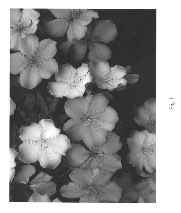 Figure 1 of US plant patent PP26435, the photograph of PMA Tib 1 printed in the patent.