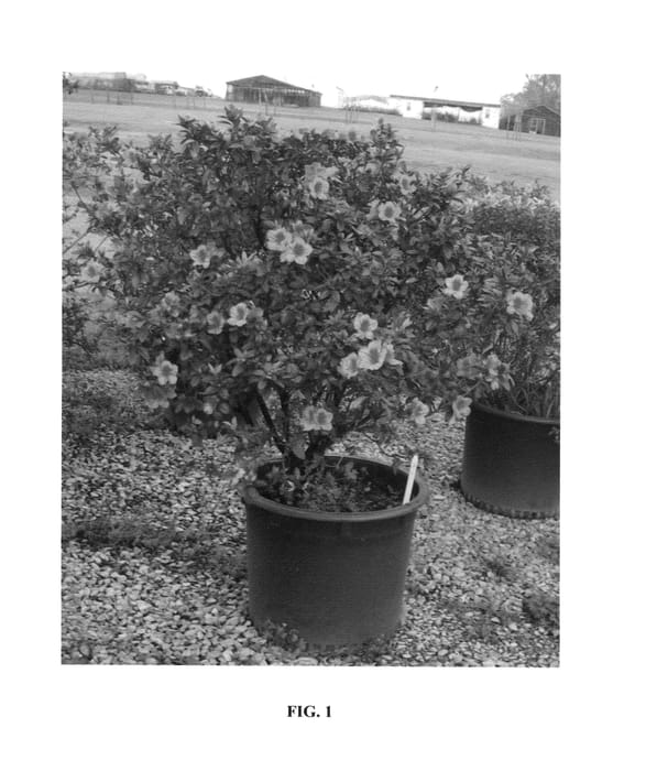 Figure 1 of US plant patent PP26436, the photograph of AZ 16 printed in the patent.