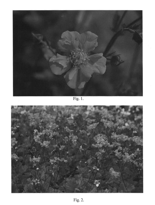 Figure 1 of US plant patent PP26437, the photograph of Sea Breeze printed in the patent.