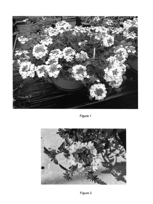 Figure 1 of US plant patent PP26438, the photograph of VEAZ0019 printed in the patent.