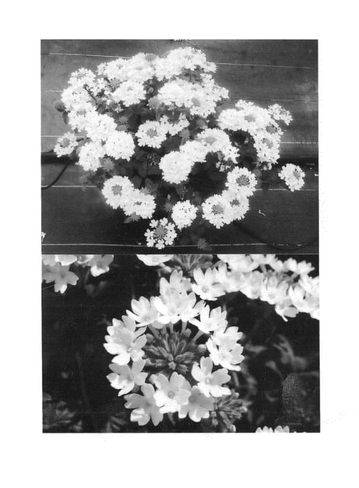 Figure 1 of US plant patent PP26439, the photograph of Sunmariapri printed in the patent.