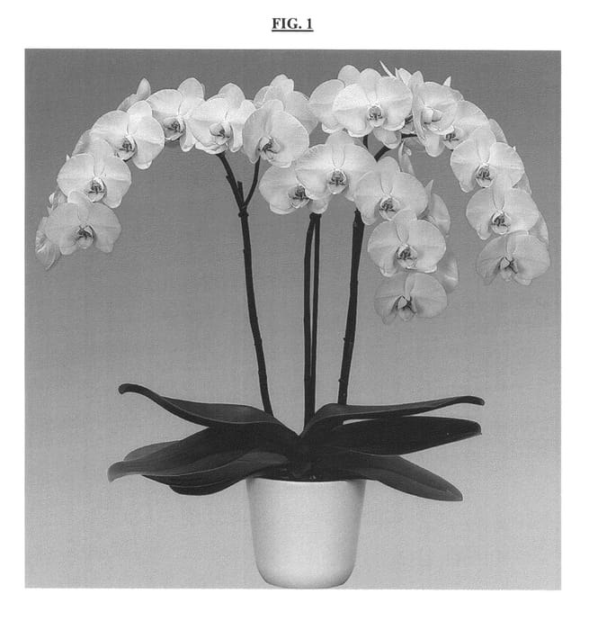 Figure 1 of US plant patent PP26440, the photograph of Doremi printed in the patent.