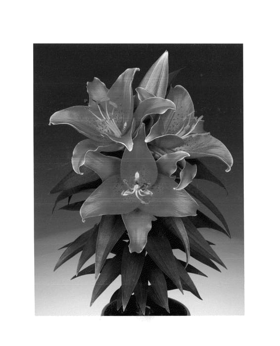 Figure 1 of US plant patent PP26441, the photograph of Sunny Keys printed in the patent.