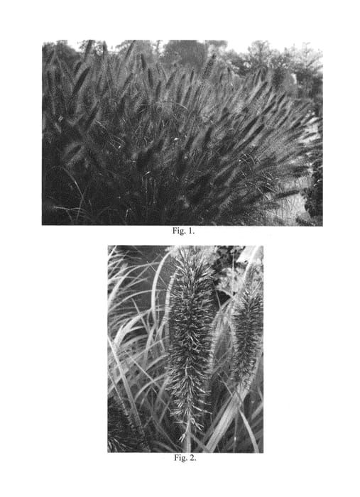 Figure 1 of US plant patent PP26442, the photograph of Ginger Love printed in the patent.