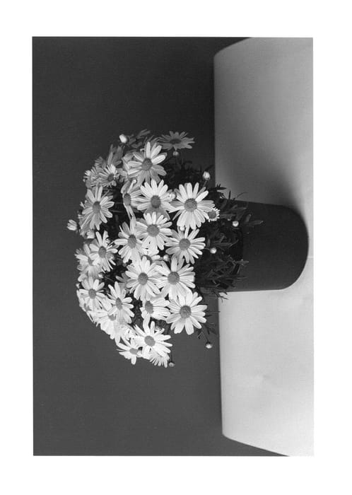 Figure 1 of US plant patent PP26443, the photograph of SUN 310 printed in the patent.