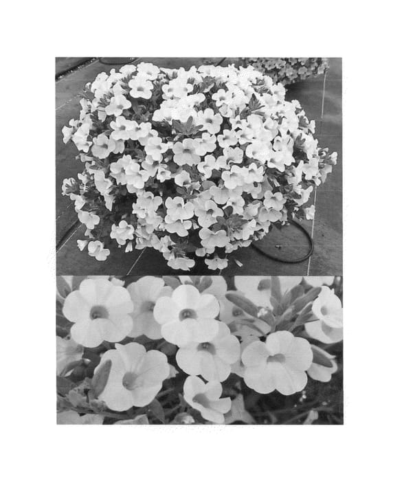 Figure 1 of US plant patent PP26444, the photograph of Sunbel 789 printed in the patent.
