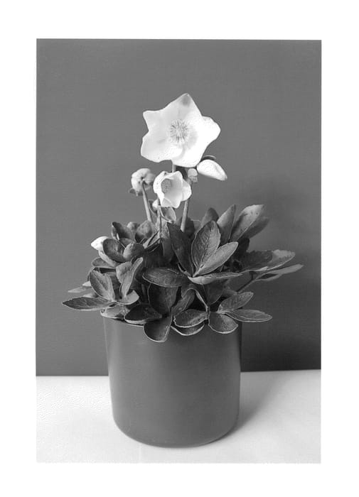 Figure 1 of US plant patent PP26445, the photograph of COSEH 3020 printed in the patent.