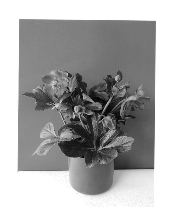 Figure 1 of US plant patent PP26446, the photograph of COSEH 1090 printed in the patent.
