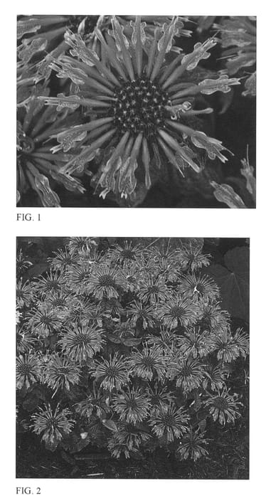 Figure 1 of US plant patent PP26447, the photograph of Leading Lady Plum printed in the patent.