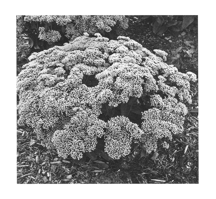 Figure 1 of US plant patent PP26448, the photograph of Lemonjade printed in the patent.