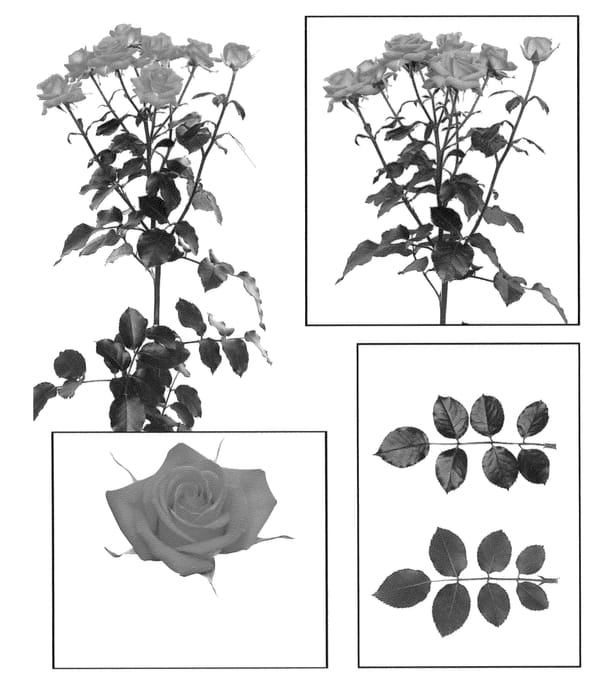 Figure 1 of US plant patent PP26449, the photograph of ESM R059 printed in the patent.