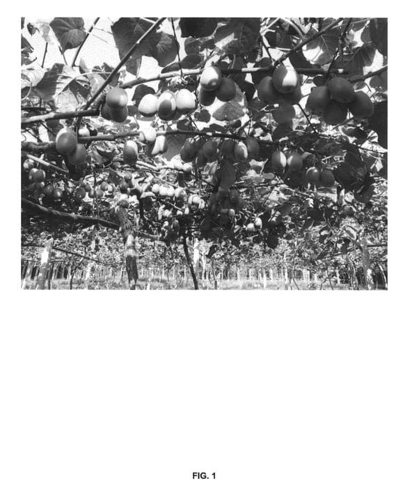 Figure 1 of US plant patent PP26450, the photograph of Yang's Golden Red No. 50 printed in the patent.
