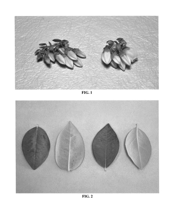 Figure 1 of US plant patent PP26451, the photograph of DrisBlueThirteen printed in the patent.