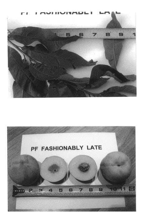 Figure 1 of US plant patent PP26452, the photograph of P.F. Fashionably Late printed in the patent.