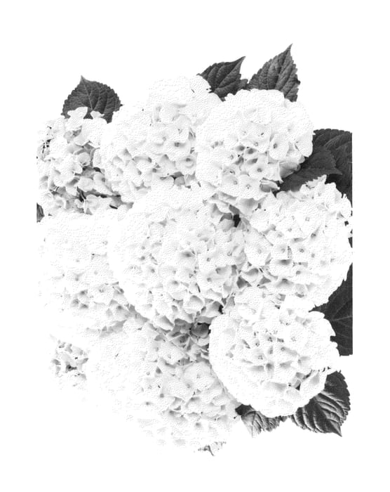 Figure 1 of US plant patent PP26453, the photograph of Agrihydrazeventien printed in the patent.