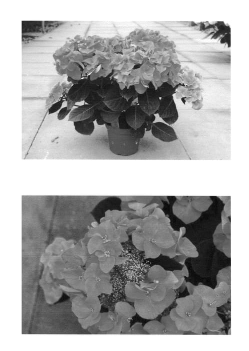 Figure 1 of US plant patent PP26454, the photograph of H213904 printed in the patent.