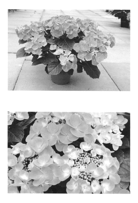 Figure 1 of US plant patent PP26455, the photograph of H213905 printed in the patent.
