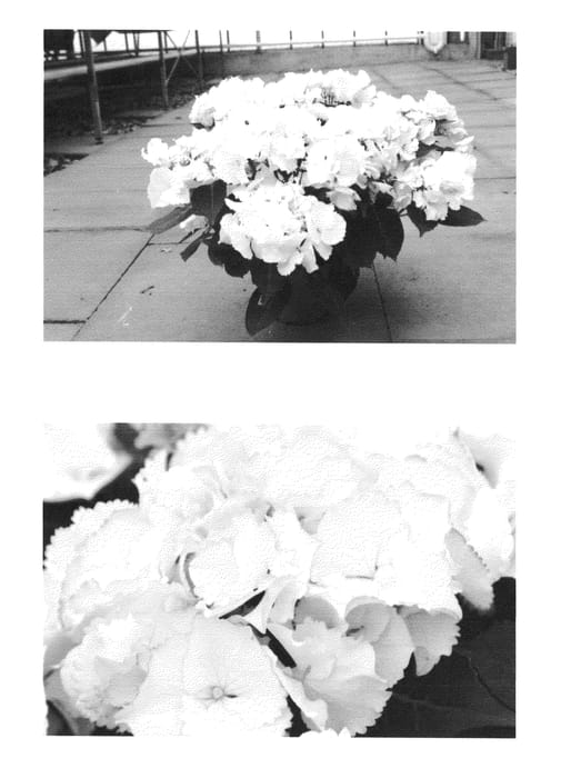 Figure 1 of US plant patent PP26456, the photograph of H213903 printed in the patent.