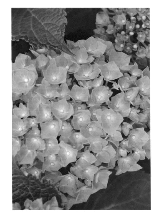 Figure 1 of US plant patent PP26457, the photograph of H212910 printed in the patent.