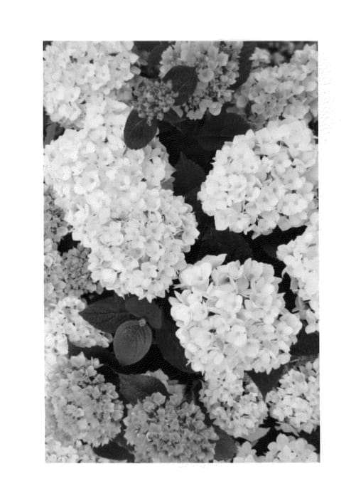 Figure 1 of US plant patent PP26458, the photograph of H212909 printed in the patent.