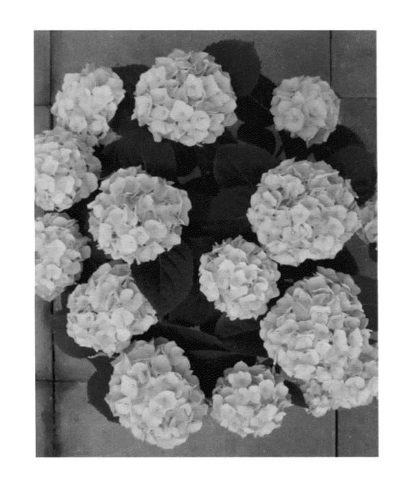 Figure 1 of US plant patent PP26459, the photograph of H212911 printed in the patent.
