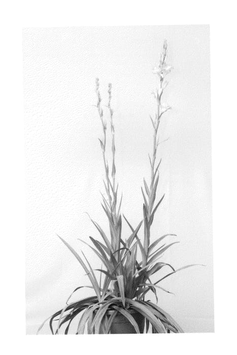 Figure 1 of US plant patent PP26460, the photograph of Chia Nong Pink Sapphire printed in the patent.
