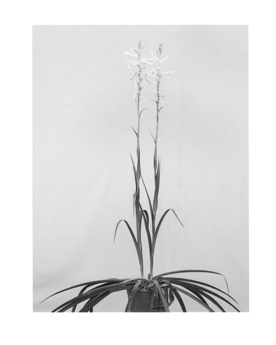 Figure 1 of US plant patent PP26461, the photograph of CNGH printed in the patent.