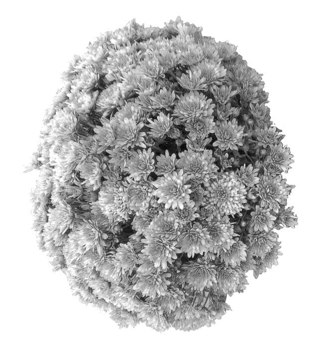 Figure 1 of US plant patent PP26462, the photograph of Fiora Pink printed in the patent.