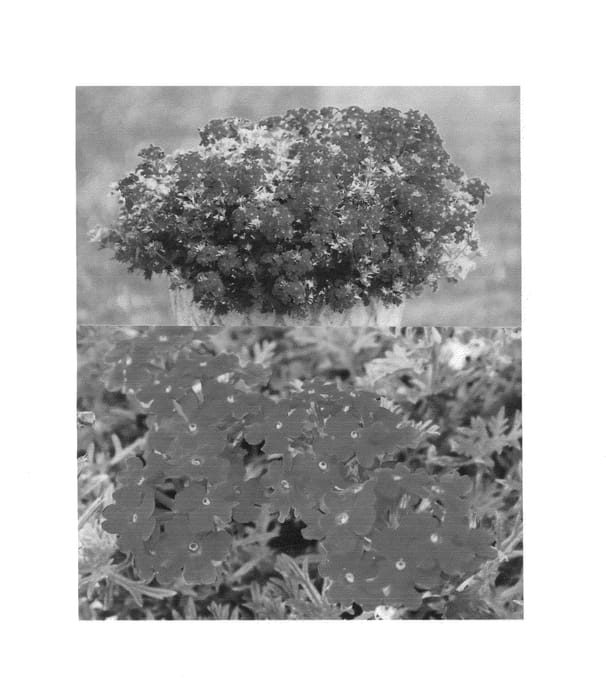 Figure 1 of US plant patent PP26463, the photograph of Suntapimabai printed in the patent.