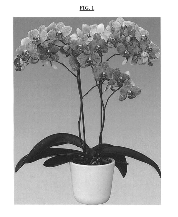 Figure 1 of US plant patent PP26464, the photograph of FLOR239431 printed in the patent.