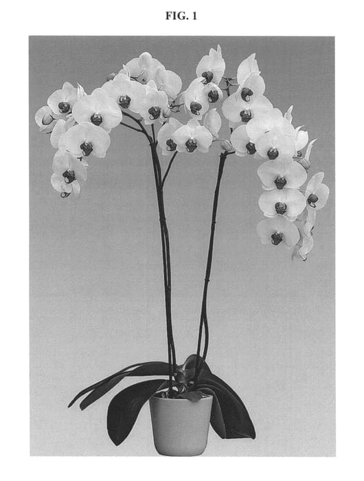 Figure 1 of US plant patent PP26465, the photograph of Ava Star printed in the patent.