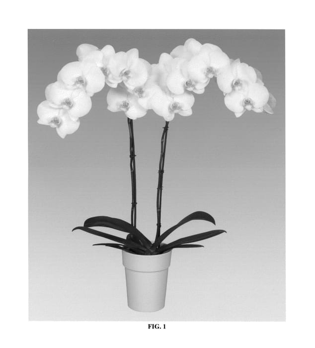 Figure 1 of US plant patent PP26466, the photograph of PHALDIPWEQ printed in the patent.