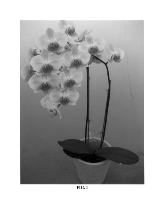 Figure 1 of US plant patent PP26467, the photograph of PHALDANXOK printed in the patent.