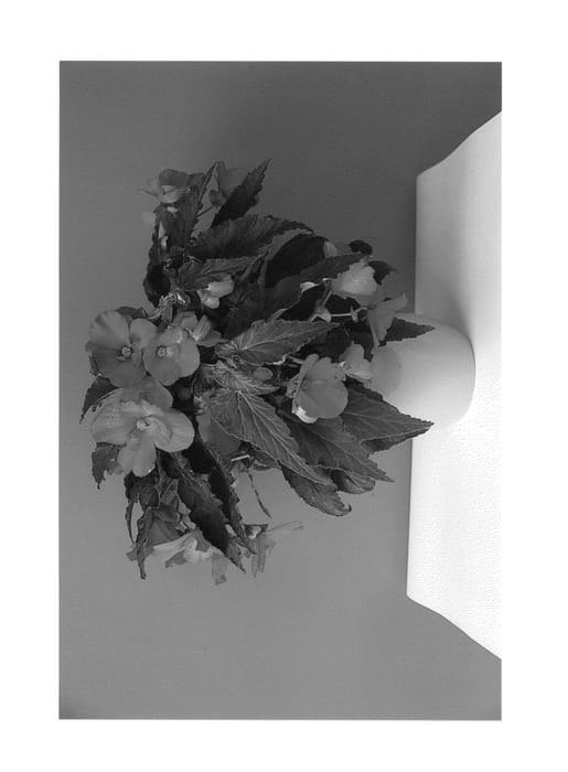 Figure 1 of US plant patent PP26468, the photograph of KROUTOR01 printed in the patent.