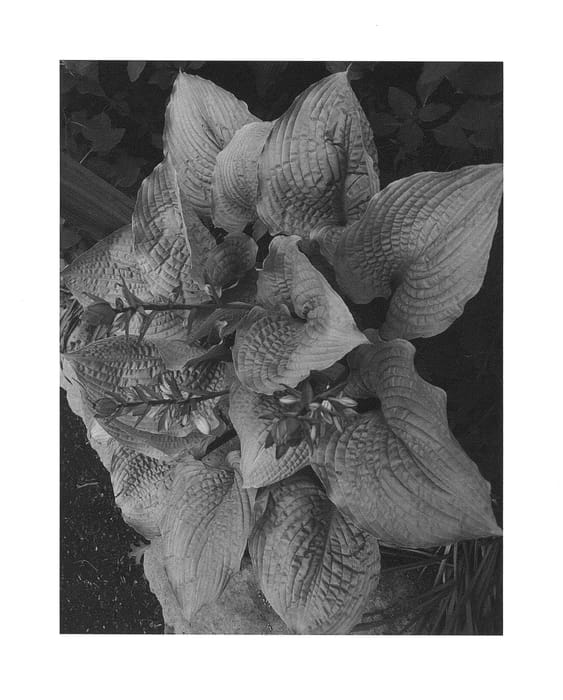 Figure 1 of US plant patent PP26469, the photograph of Coast to Coast printed in the patent.