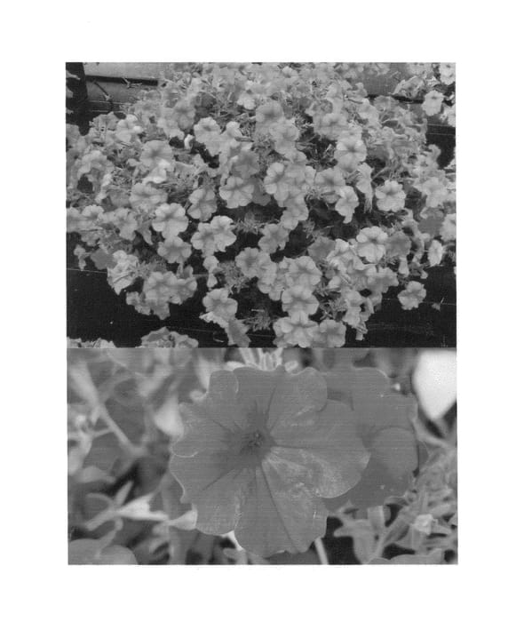 Figure 1 of US plant patent PP26470, the photograph of Sunbui Mirehaha printed in the patent.