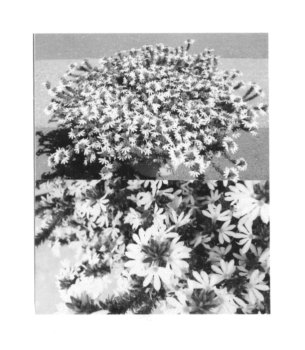Figure 1 of US plant patent PP26471, the photograph of BONSCA 1160 printed in the patent.