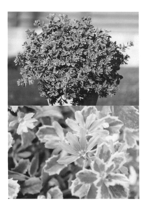 Figure 1 of US plant patent PP26472, the photograph of BONSCA 1151 printed in the patent.